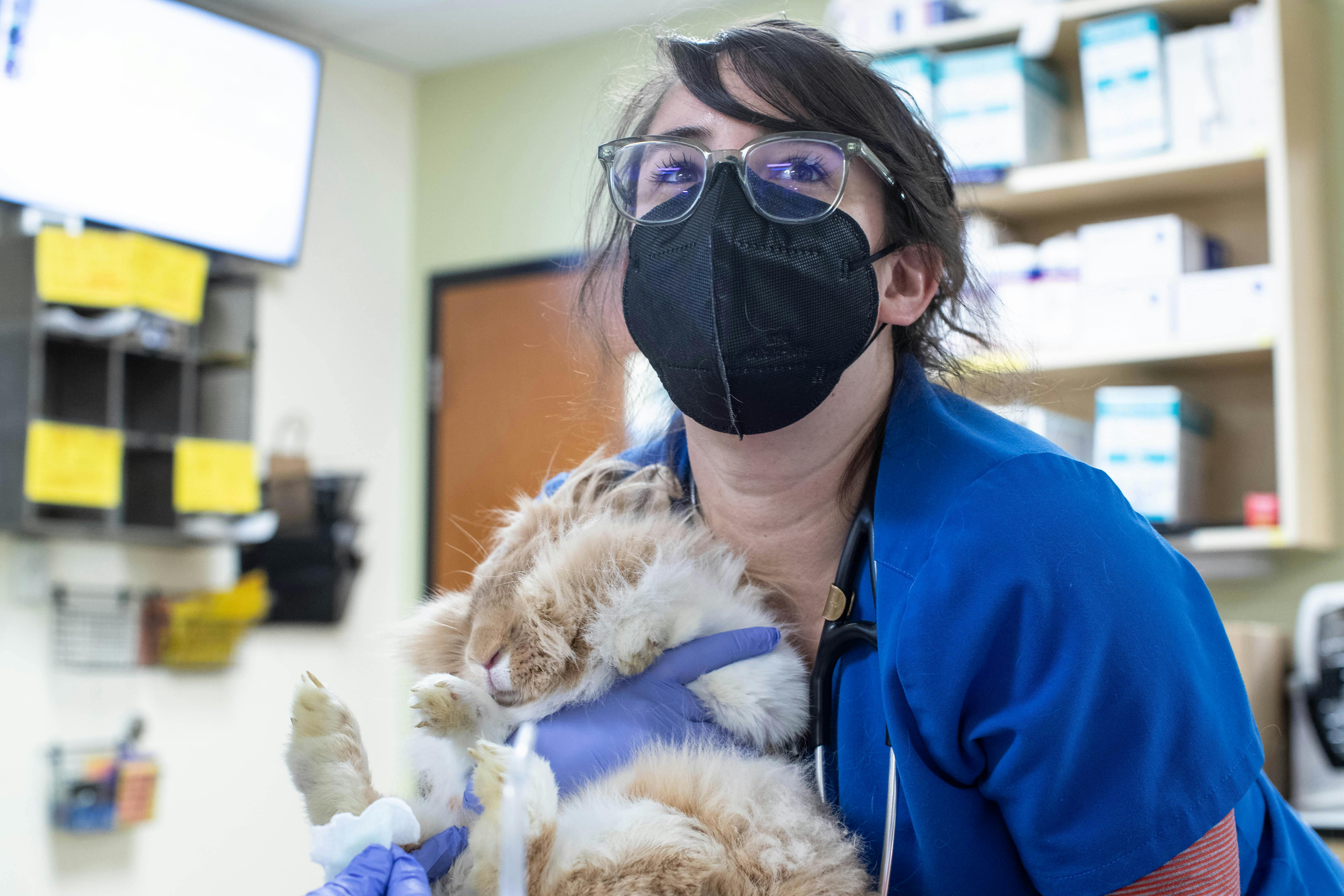 Openings at DoveLewis Veterinary Emergency and Specialty Hospital